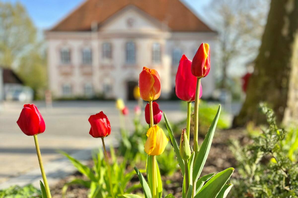 Türkenfeld blüht